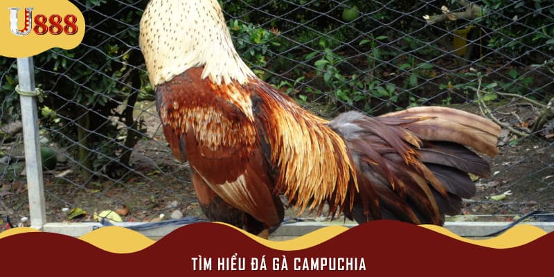 Tìm hiểu đá gà Campuchia
