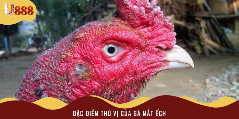 Đặc điểm thú vị của gà mắt ếch 