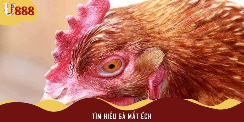 Tìm hiểu gà mắt ếch 